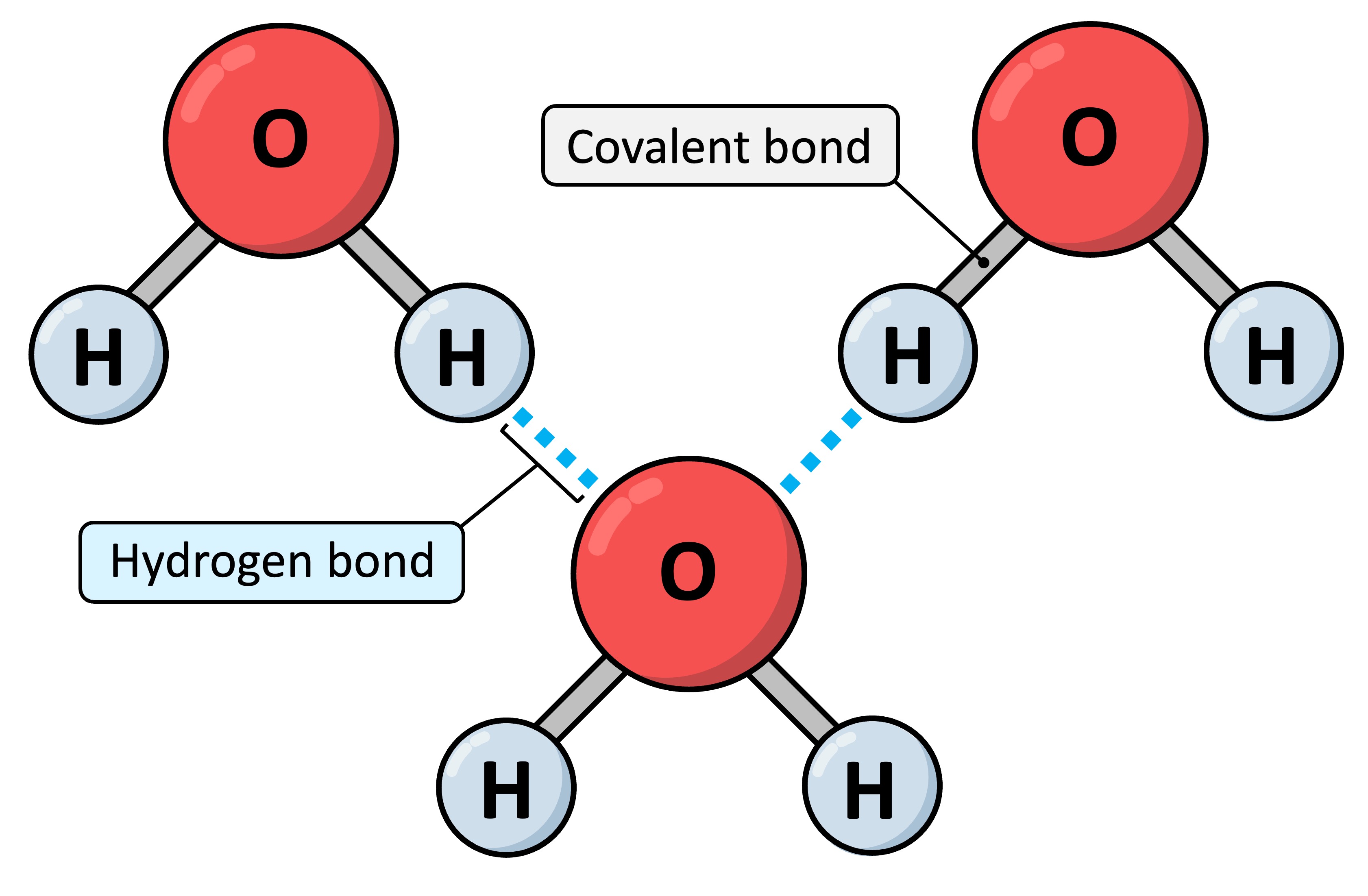 Hydrogen Bonding 0374